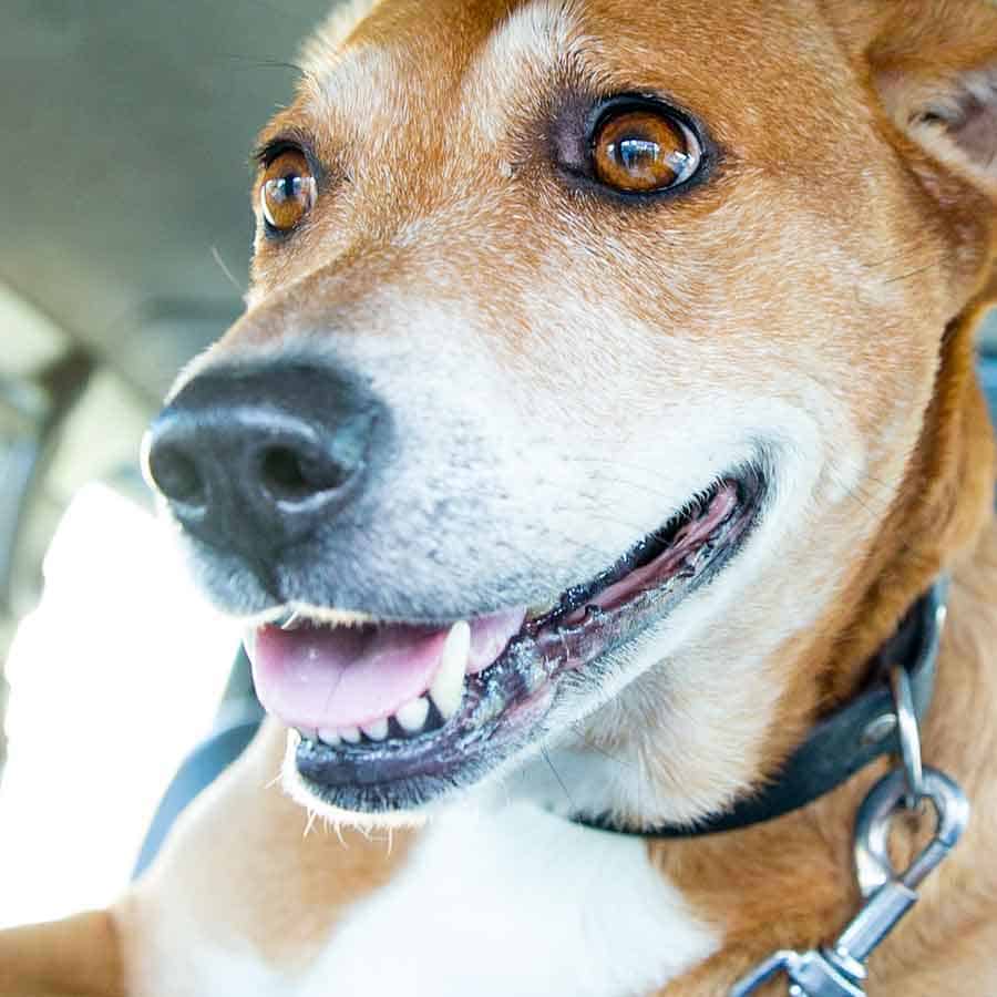 Veterinarian in Chandler, AZ | Trilogy Veterinary Medical Center Veterinarian in Chandler, AZ | Trilogy Veterinary Medical Center