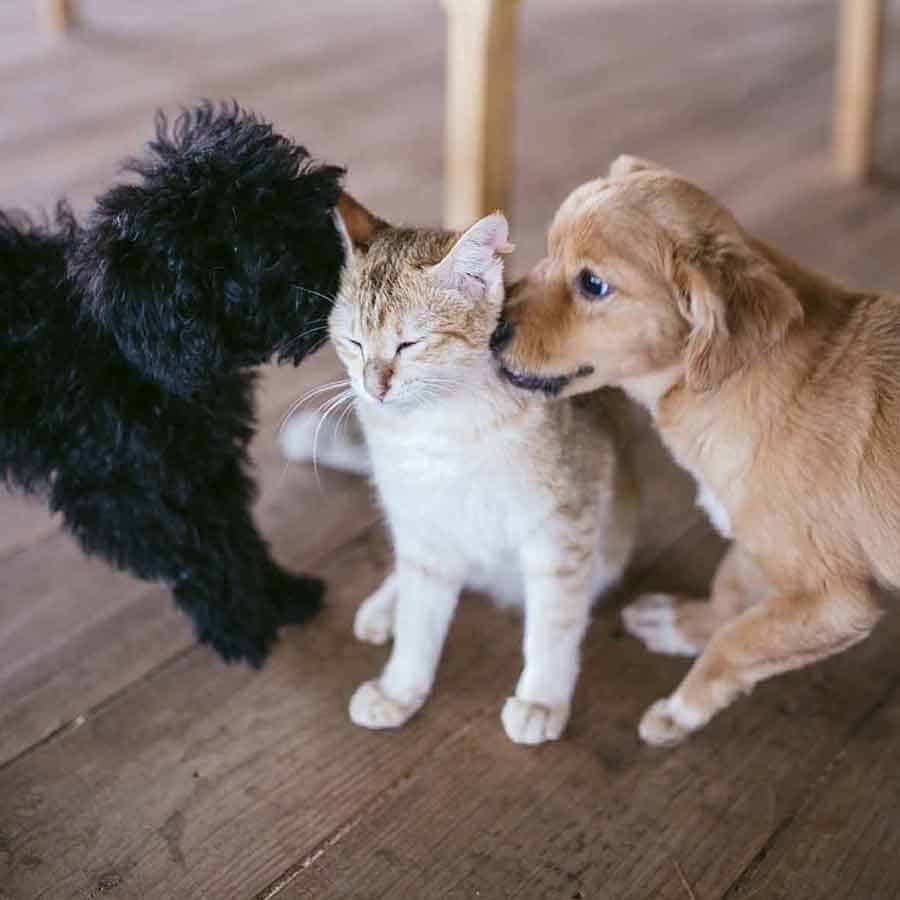 Veterinarian in Chandler, AZ | Trilogy Veterinary Medical Center Veterinarian in Chandler, AZ | Trilogy Veterinary Medical Center