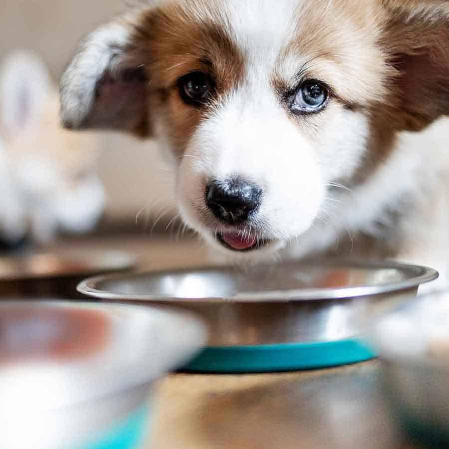Veterinarian in Chandler, AZ | Trilogy Veterinary Medical Center Veterinarian in Chandler, AZ | Trilogy Veterinary Medical Center