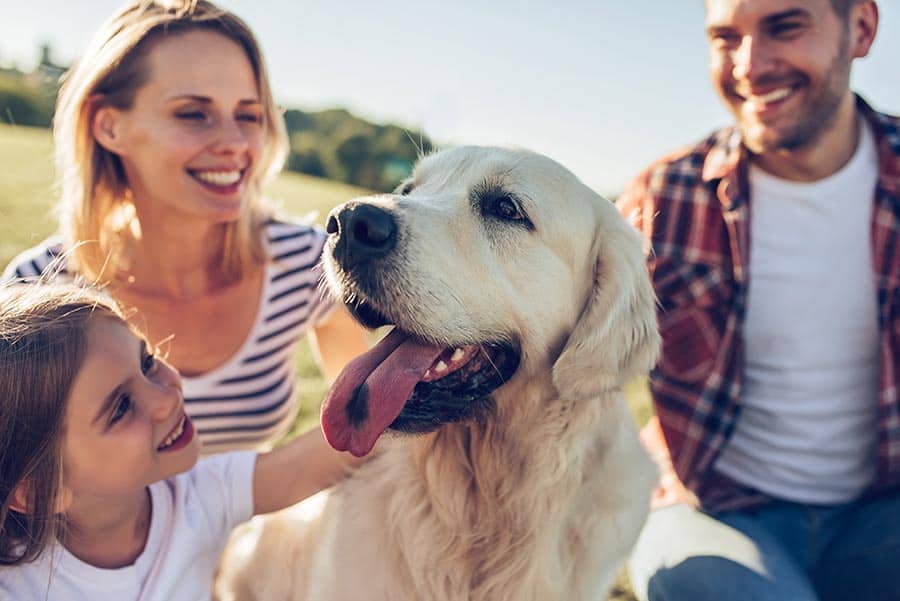 What to Expect with a Stress Free Vet What to Expect with a Stress Free Vet
