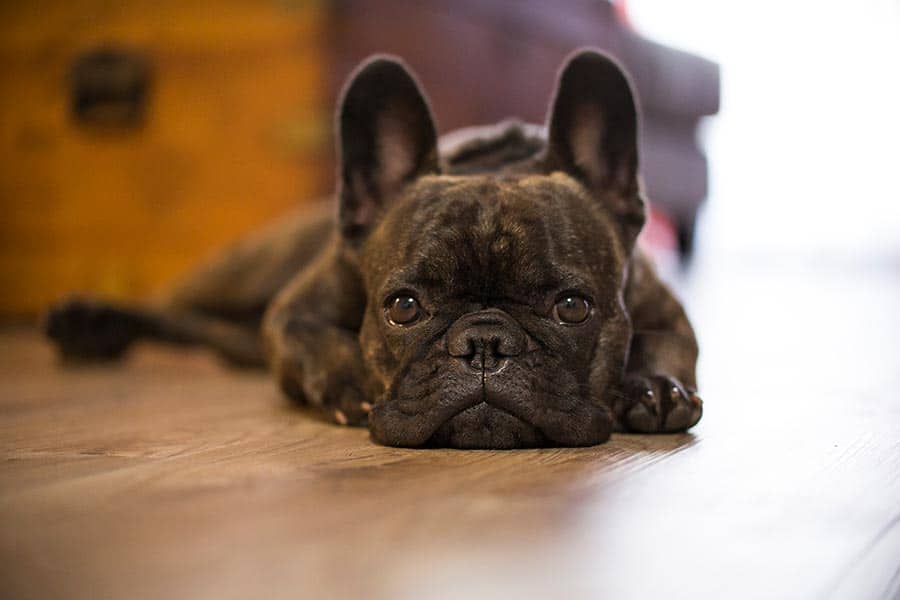 Treatment Services at Trilogy Vet Treatment Services at Trilogy Vet